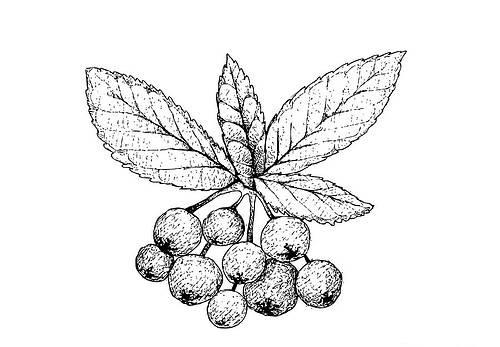 Online coloring book: Leaves and chokeberry coloring book